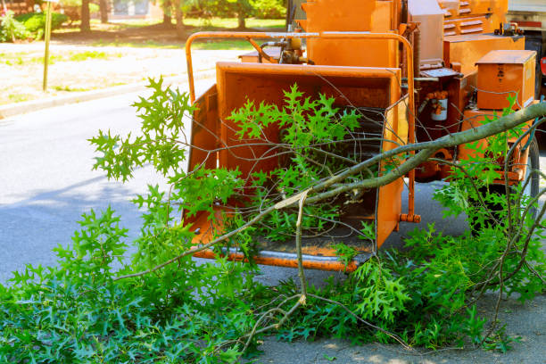 Reliable West Park, NJ Tree Care Services Solutions