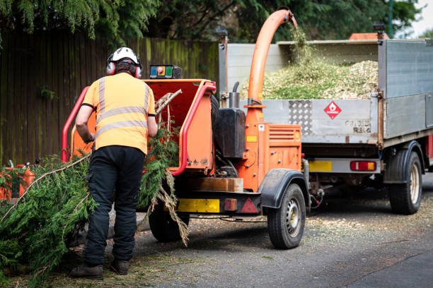 Best Lawn Disease Treatment  in West Park, NJ