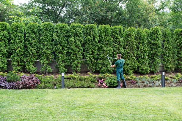 Best Tree and Shrub Care  in West Park, NJ