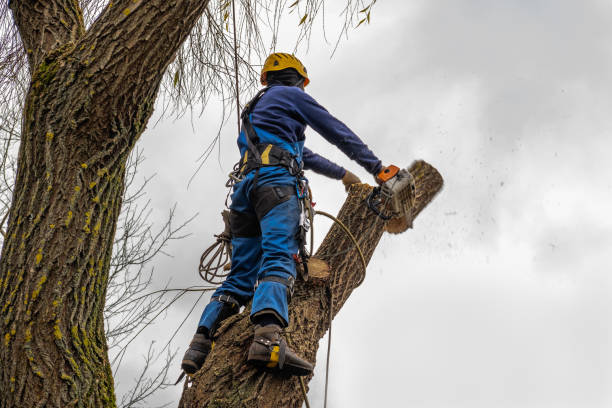 Best Arborist Consultation Services  in West Park, NJ