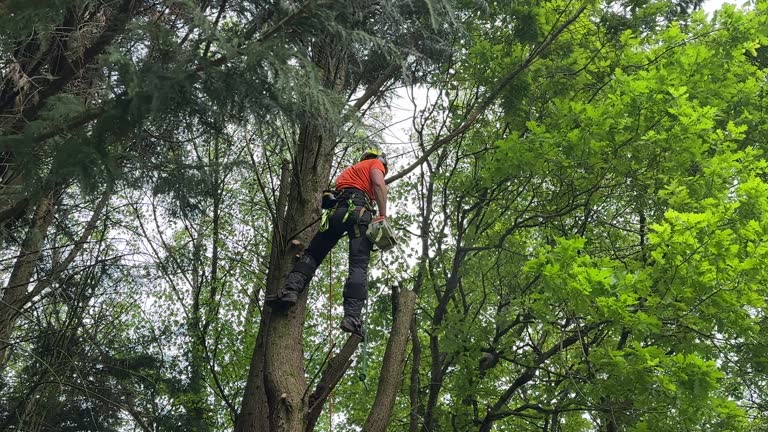 How Our Tree Care Process Works  in  West Park, NJ